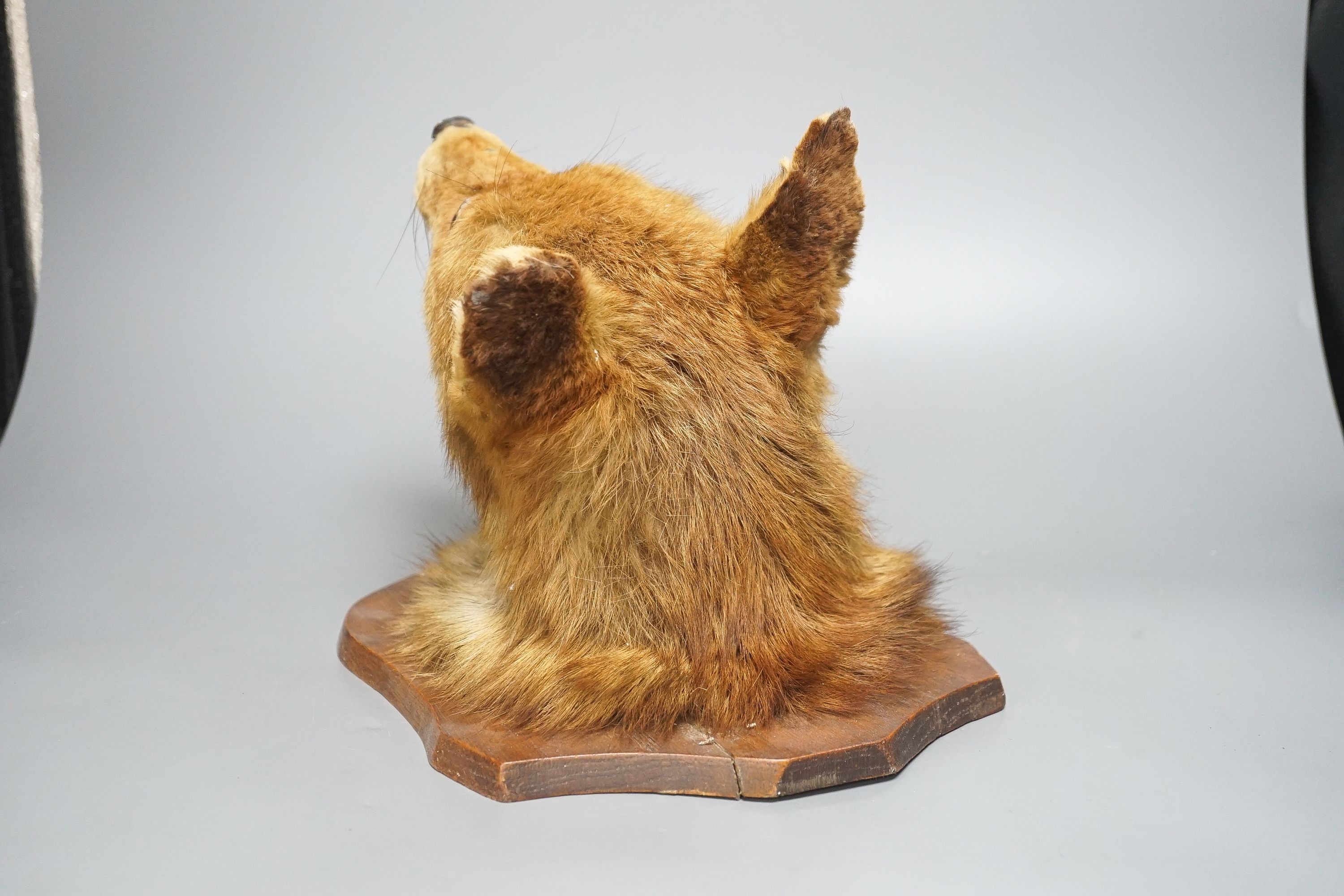 A taxidermy fox's head, mounted